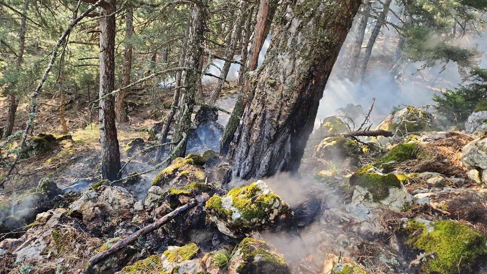 1,5 miljoen jonge boompjes voor door brand verwoeste gebieden in Çanakkale: Minister