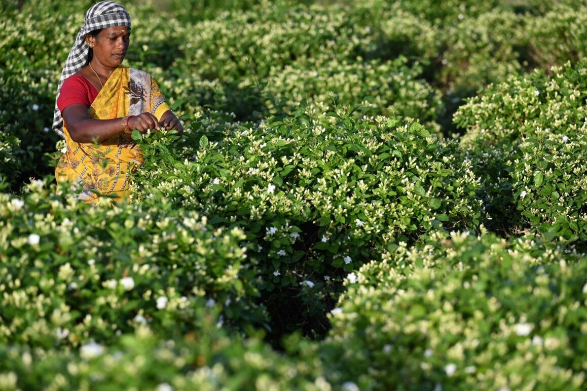 Indiase jasmijn doordrenkt wereldwijd parfum