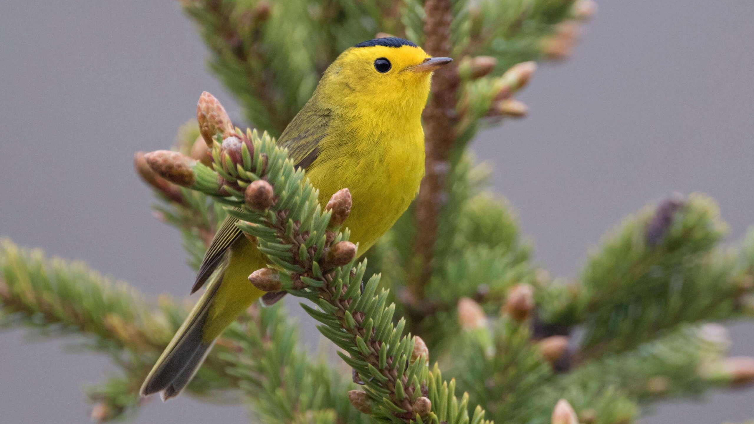 Ornithologische vereniging gaat tientallen vogels hernoemen