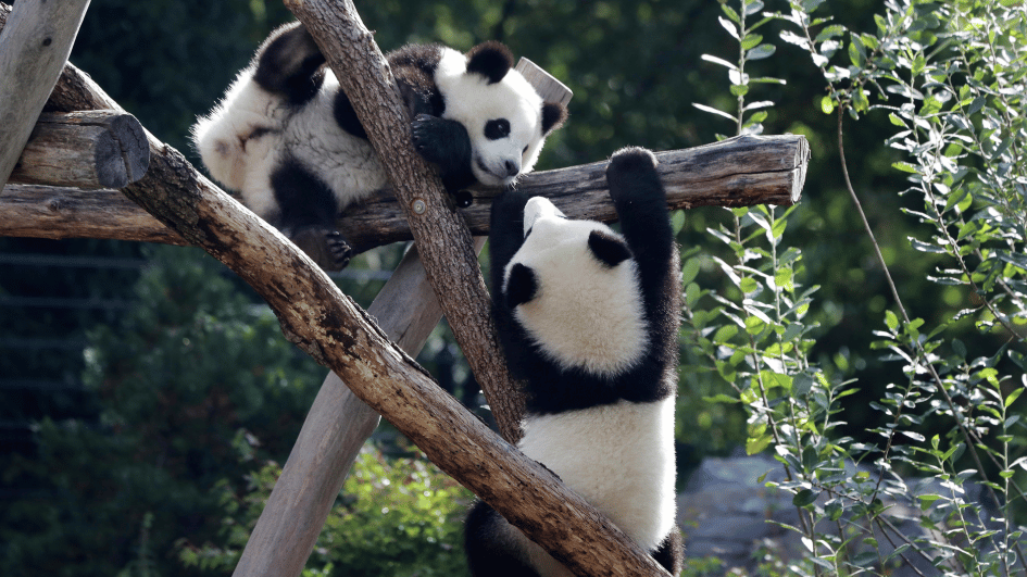 De dierentuin van Berlijn stuurt de eerste in Duitsland geboren reuzenpanda's naar China