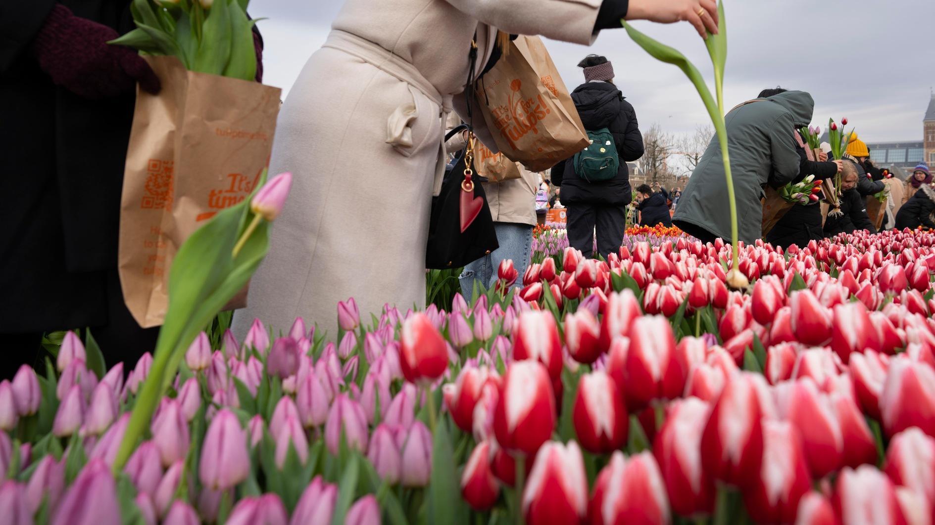 Centrum kweekt 200.000 tulpen op water voor Vrouwendag