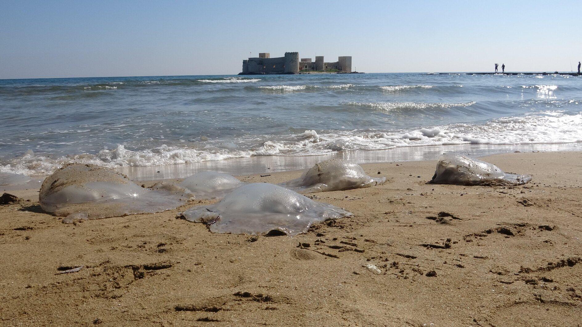 In de wateren van Türkiye zie je kwallen opduiken bij stijgende temperaturen