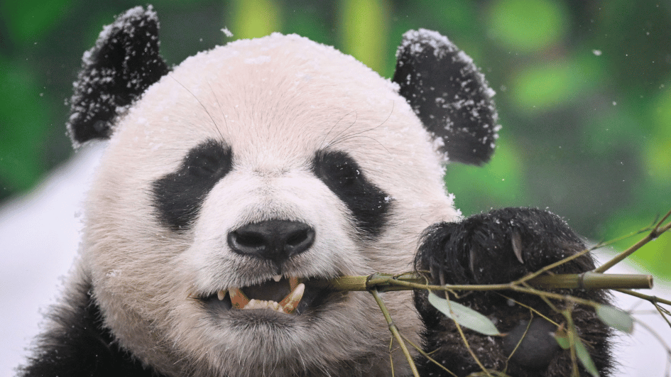 Man verbannen uit park omdat hij 'voorwerpen' naar panda's gooide