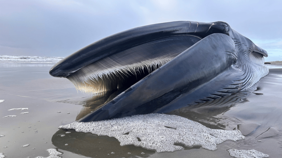De ontbindende walvis zorgt voor een supereducatief spektakel