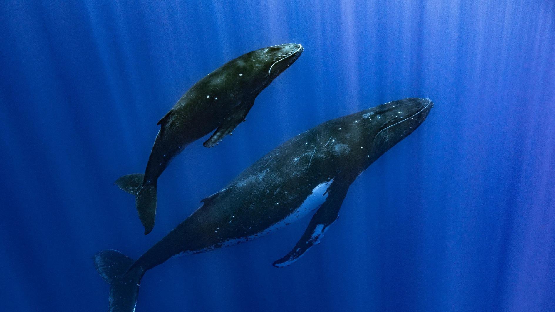 Wetenschappers lossen het mysterie van walviszang op