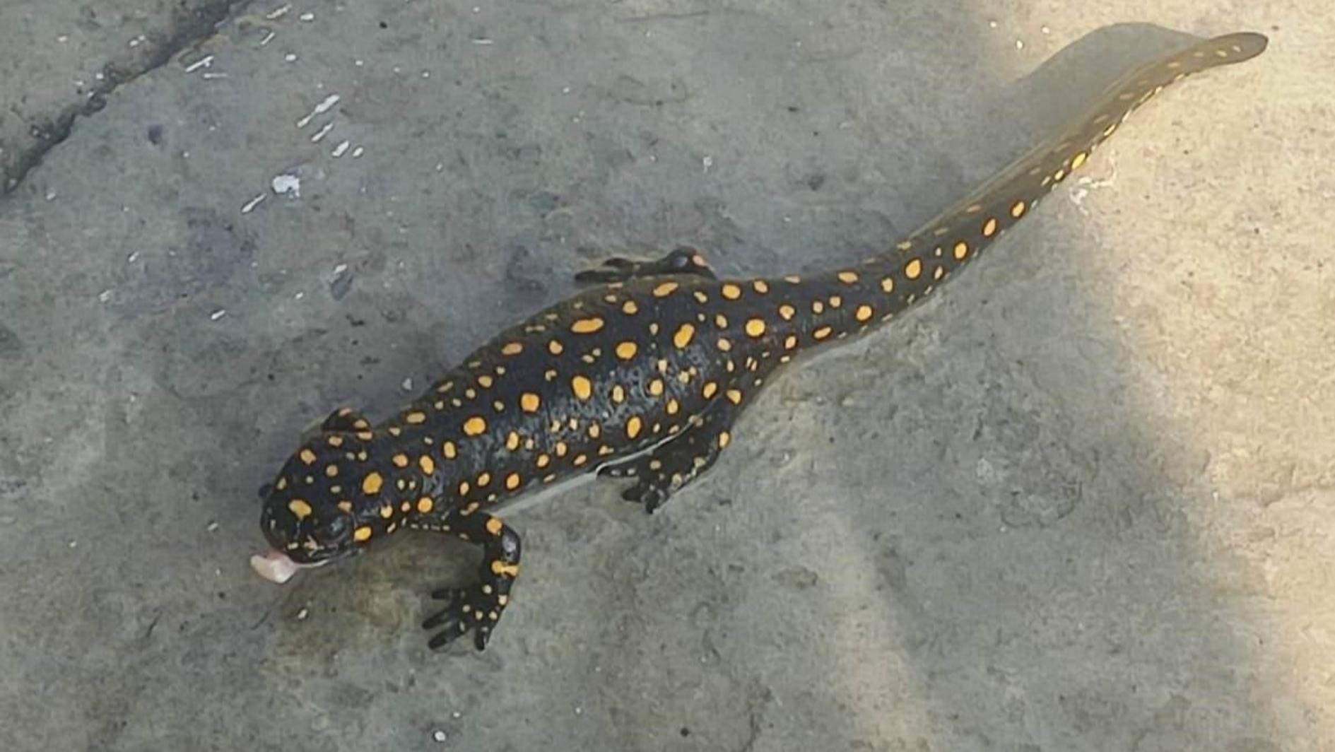 30 bedreigde salamanders ontdekt in Bartın