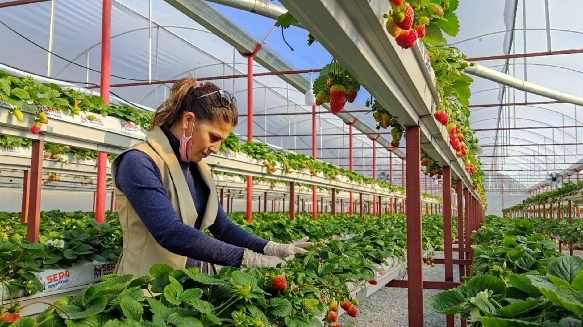 Aantal vrouwelijke boeren stijgt tot 300.000 in Türkiye