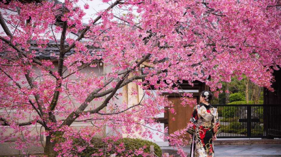 Sakura-festival aan de Sabanci-universiteit