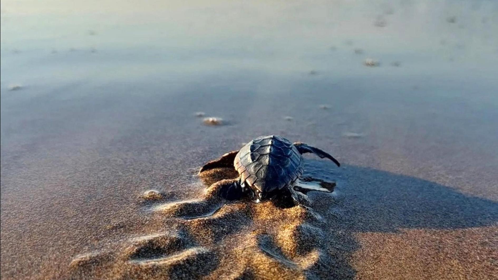 Voorzorgsmaatregelen genomen voor het nestelen van zeeschildpadden in het zuiden van het land