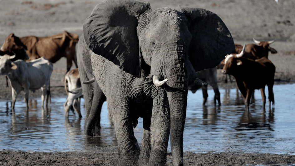 Botswana belooft olifanten in jachtrij naar Duitsland te sturen