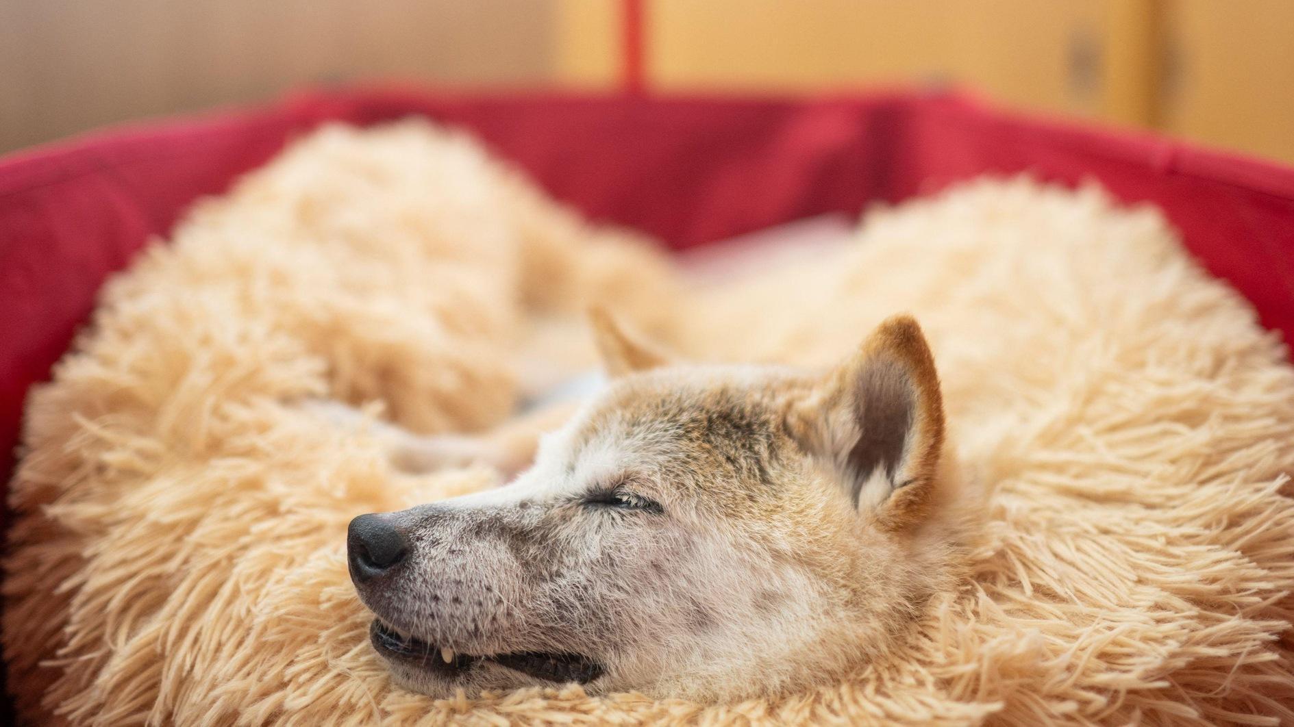 Japanse hond met de beroemde Doge-meme sterft