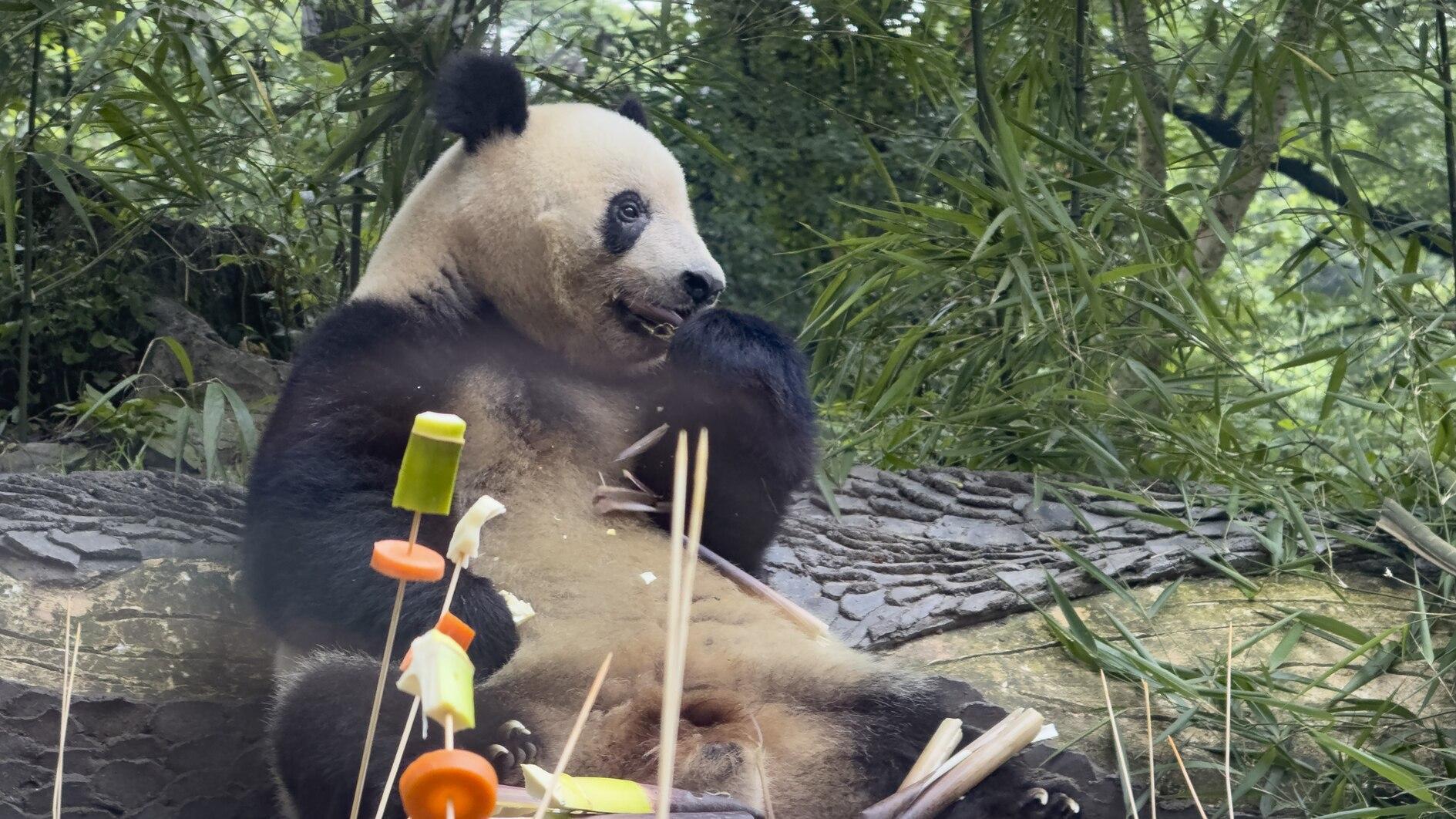 De winnaar in China’s pandadiplomatie: de panda’s zelf