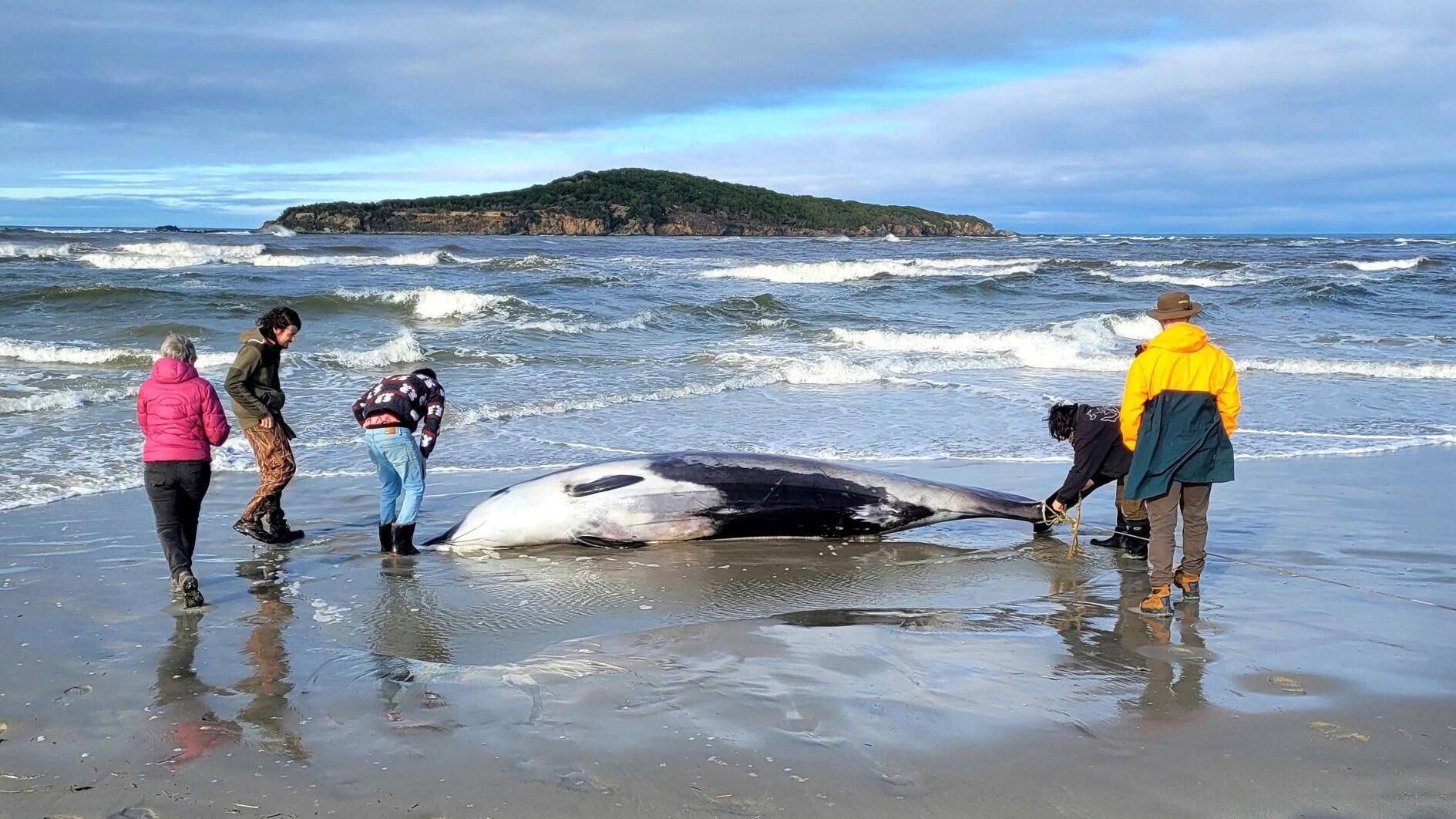 De zeldzaamste walvis ter wereld spoelt aan op het strand van Nieuw-Zeeland