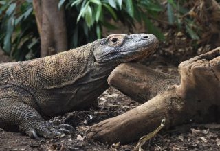 Komodovaranen hebben tanden die bedekt zijn met ijzer om hun prooi te doden
