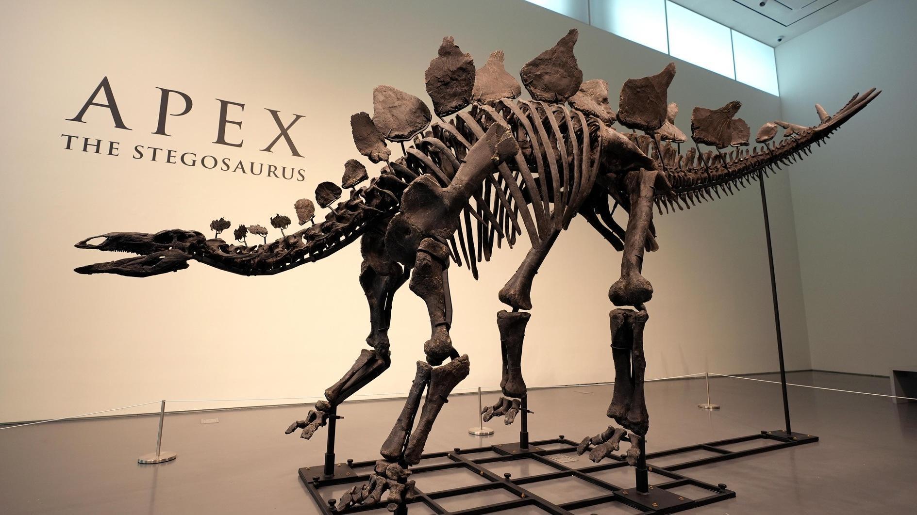 Stegosaurus-skelet brengt miljoenen op bij veiling in New York