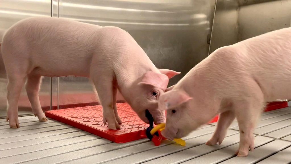 's Werelds schoonste varkens gefokt voor mensen